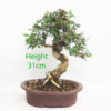 Pomegranate Nejikan Flowering Bonsai Tree Punica Number 12Y
