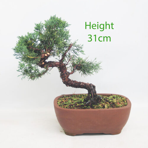 Chinese Juniper Bonsai Tree Number 185P
