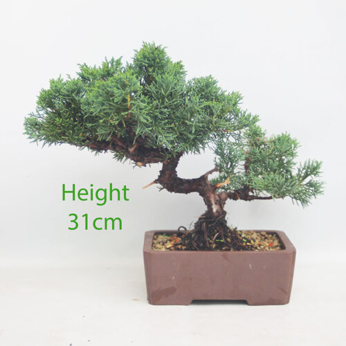 Chinese Juniper Bonsai Tree Number 144P