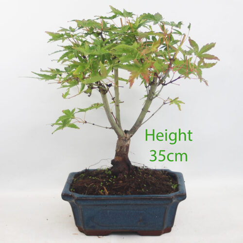 Acer Palmatum Katsura Japanese Maple Bonsai Tree Number 133P