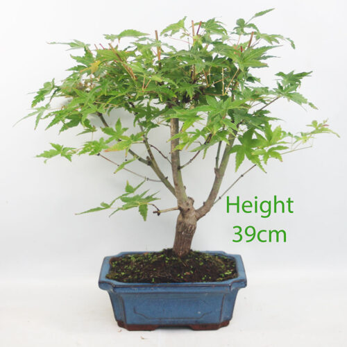 Acer Palmatum Katsura Japanese Maple Bonsai Tree Number 280P
