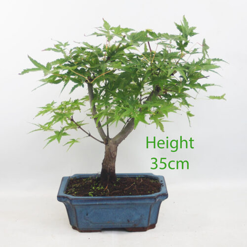 Acer Palmatum Katsura Japanese Maple Bonsai Tree Number 149P