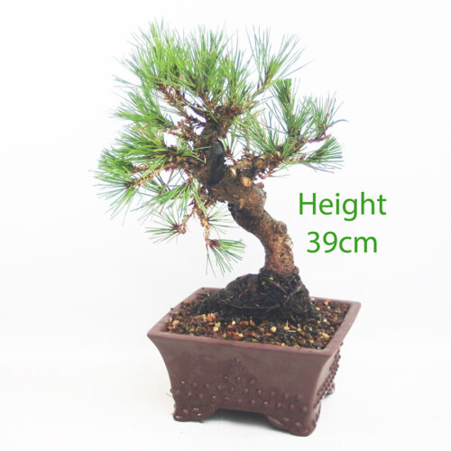 Black Pine Bonsai Tree Pinus Thunbergii Number 120P
