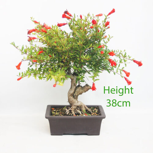 Pomegranate Flowering Bonsai Tree Punica Number 168P