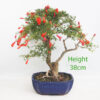 Pomegranate Flowering Bonsai Tree Punica Number 143P