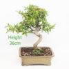 Pomegranate Nejikan Flowering Bonsai Tree Punica Number 184P