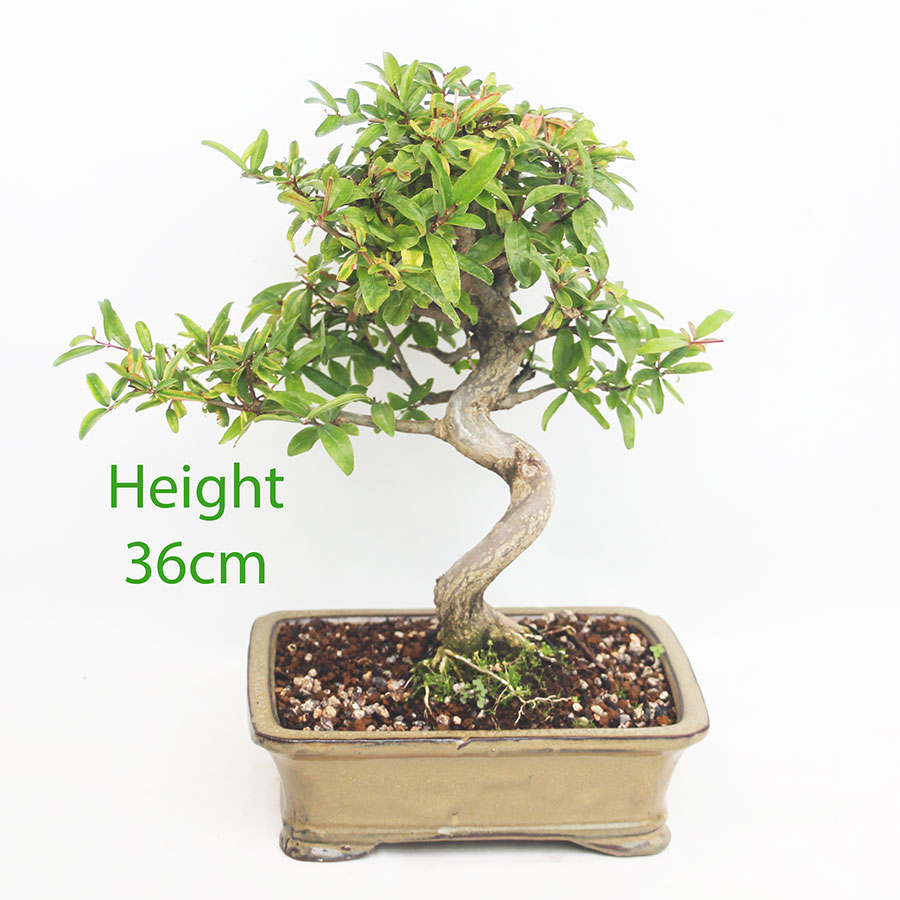 Pomegranate Nejikan Flowering Bonsai Tree Punica Number 184P