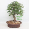 Acer Palmatum Japanese Maple Bonsai Tree Number 117P