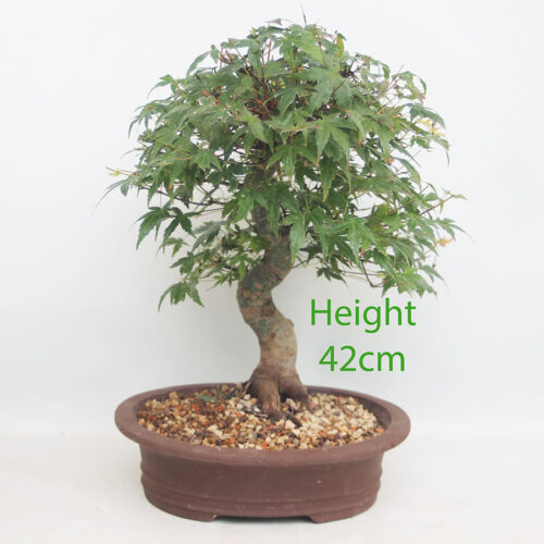 Acer Palmatum Japanese Maple Bonsai Tree Number 117P
