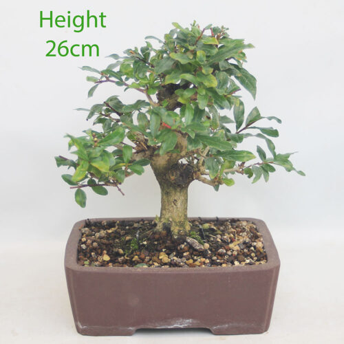 Pomegranate Nejikan Flowering Bonsai Tree Punica Number 118P