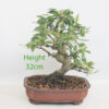 Crab Apple Flowering Bonsai Tree Malus Number 20P