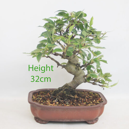 Crab Apple Flowering Bonsai Tree Malus Number 20P