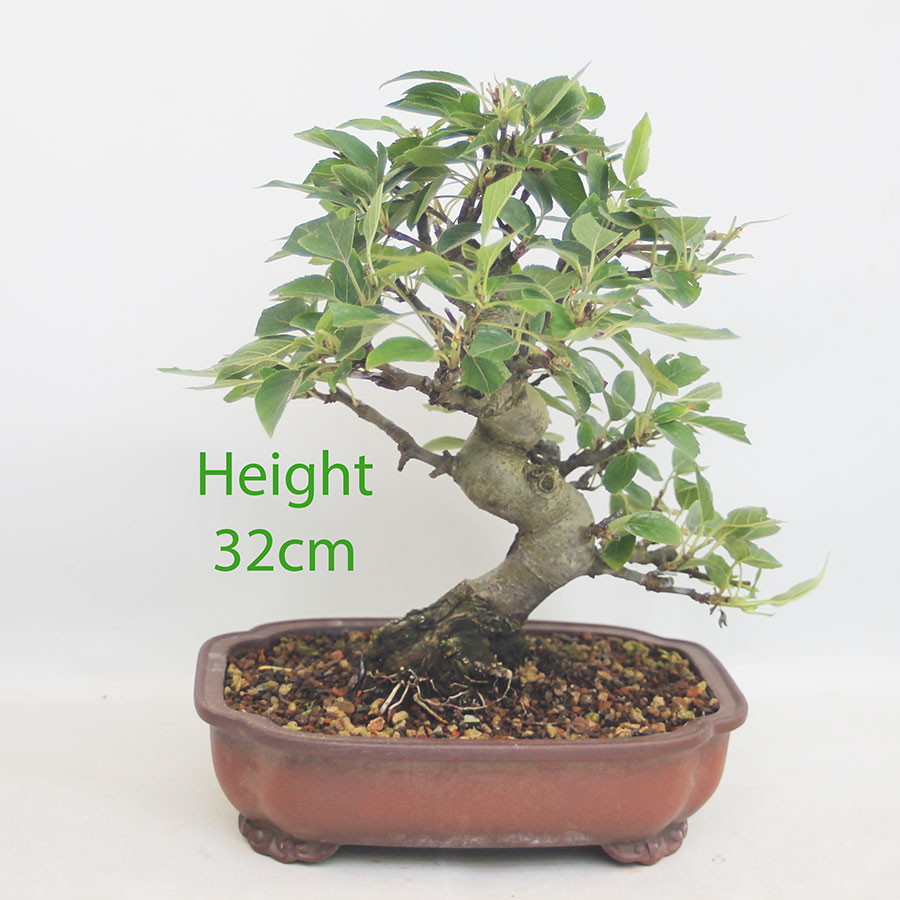 Crab Apple Flowering Bonsai Tree Malus Number 20P
