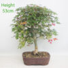 Acer Palmatum Deshojo Japanese Maple Bonsai Tree Number 191P