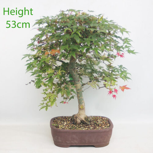 Acer Palmatum Deshojo Japanese Maple Bonsai Tree Number 191P