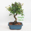 Pomegranate Nejikan Flowering Bonsai Tree Punica Number 29P