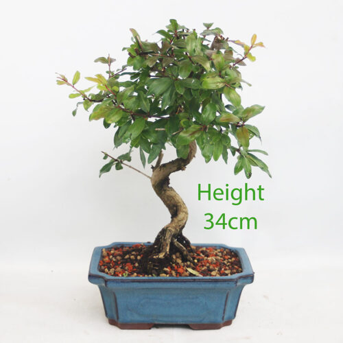 Pomegranate Nejikan Flowering Bonsai Tree Punica Number 29P