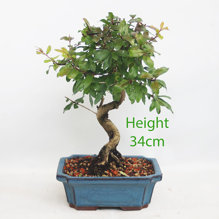 Pomegranate Nejikan Flowering Bonsai Tree Punica Number 29P