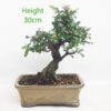 Pomegranate Nejikan Flowering Bonsai Tree Punica Number 193P