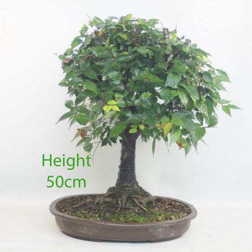 Zelkova Serrata Japanese Elm Bonsai Tree Number 124P