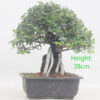 Cork Bark Elm On Rock Bonsai Tree Number 151P