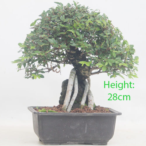 Cork Bark Elm On Rock Bonsai Tree Number 151P