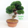 Itoigawa Chinese Juniper Bonsai Tree Number 266P
