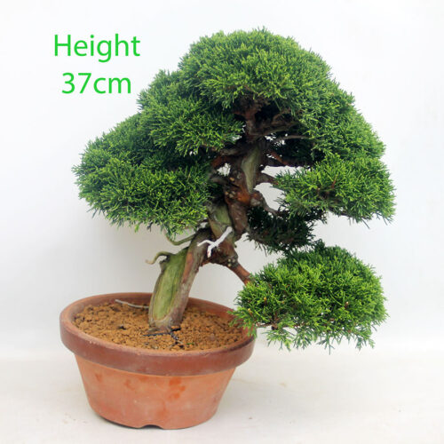 Itoigawa Chinese Juniper Bonsai Tree Number 165P