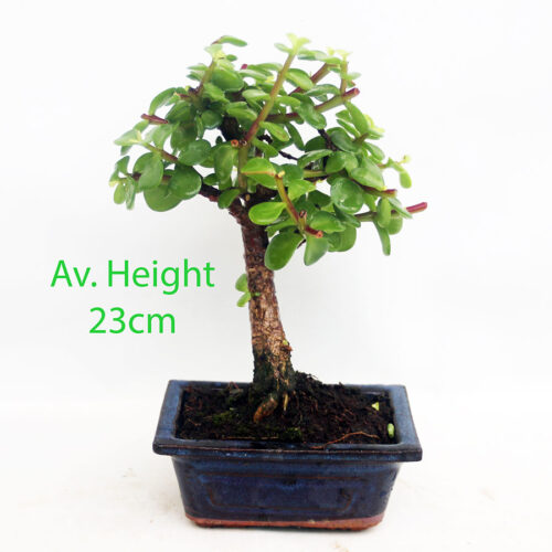 Portulacaria Mini Indoor Bonsai Tree Broom Style Gift Set