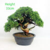 Itoigawa Chinese Juniper Bonsai Tree Part Trained Number 62P