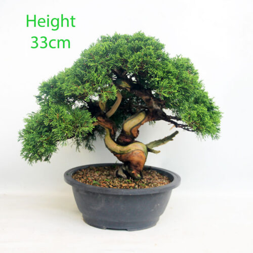 Itoigawa Chinese Juniper Bonsai Tree Part Trained Number 62P