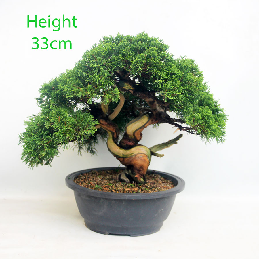 Itoigawa Chinese Juniper Bonsai Tree Part Trained Number 62P