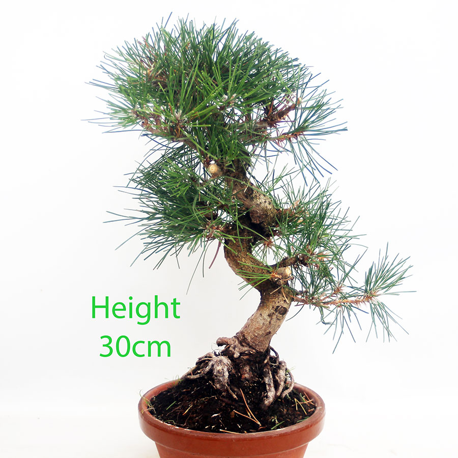 Black Pine Part Trained Bonsai Tree Pinus Thunbergii Number 25P