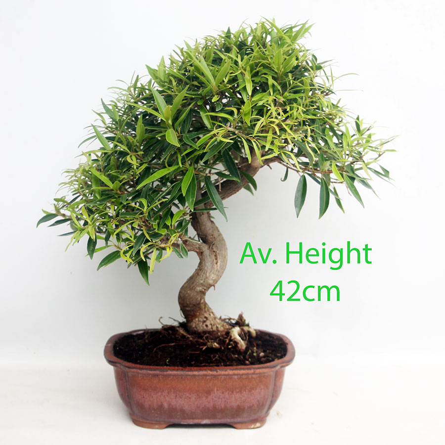 Willow Leaf Ficus Bonsai Trees