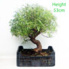 Willow Leaf Ficus Bonsai Tree Part Trained Number 71Y