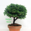 Hinoki Cypress Bonsai Tree Part Trained Number 26P