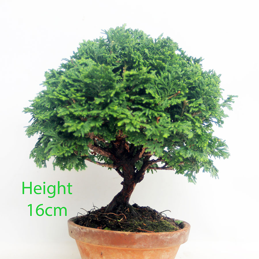 Hinoki Cypress Bonsai Tree Part Trained Number 108P