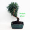 Yew Taxus Bonsai Tree Number 298P