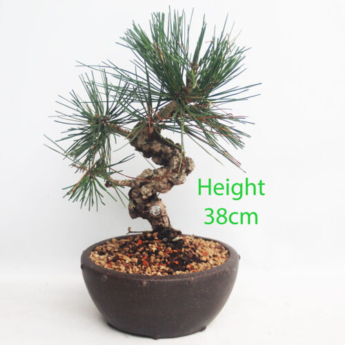 Corticosa Black Pine Bonsai Tree Pinus Thunbergii Number 18P
