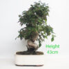 Korean Hornbeam Bonsai Tree Number 67P