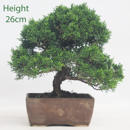 Chinese Juniper Bonsai Tree Number 149P