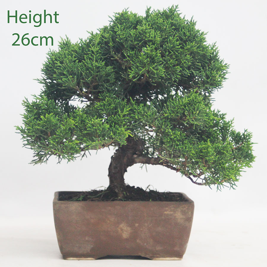 Chinese Juniper Bonsai Tree Number 149P