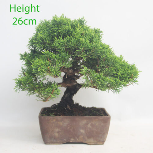 Chinese Juniper Bonsai Tree Number 274P