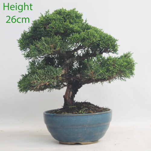 Chinese Juniper Bonsai Tree Number 339p