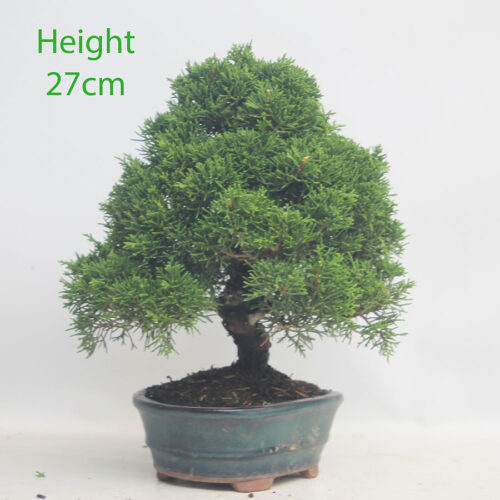 Chinese Juniper Bonsai Tree Number 16y