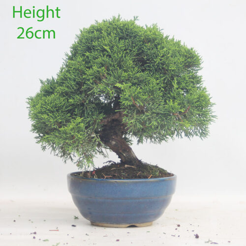 Chinese Juniper Bonsai Tree Number 278P