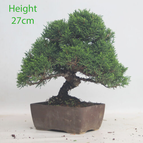 Chinese Juniper Bonsai Tree Number 89p