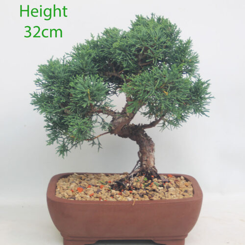 Chinese Juniper Bonsai Tree Number 128p