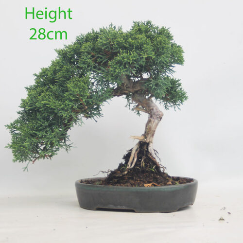 Chinese Juniper Bonsai Tree Number 181p