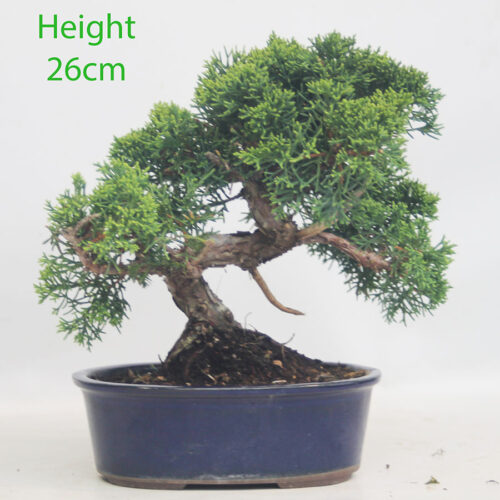 Chinese Juniper Bonsai Tree Number 192p